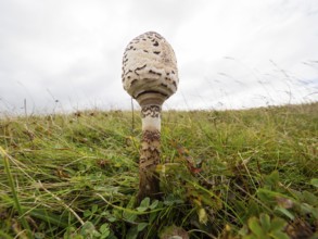 Brown Parasol fungus (Chlorophyllum brunneum), growing amongst the sand dunes, a wide angle view