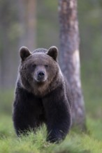 Brown bear (Ursus arctos) in the Finnish taiga, Kuusamo, Finland, Europe