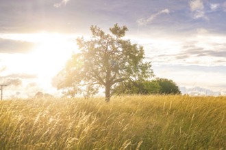 Beautiful solitary tree in the field at sunset with golden rays, Gechingen, Black Forest, Germany,