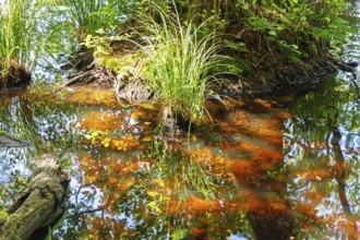 Plants and foliage are reflected in the still water of a natural body of water, Rügen, Jasmund