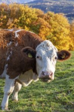 Close-up of a cow on a green pasture in front of autumnal trees, Hocheck