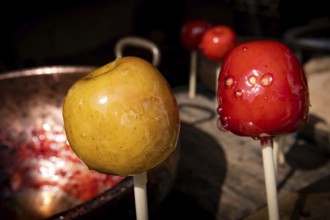 Yellow and red candied apples, medieval market, medieval week, Hanseatic city of Visby, island of