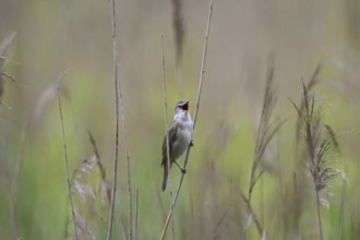 Great reed warbler (Acrocephalus arundinaceus) male singing in reedbed in the rain in spring