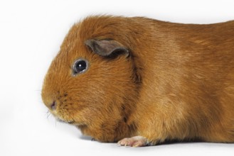 Golden cavy, guinea pig (Cavia porcellus) portrait