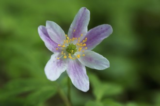 Wood anemone (Anemone nemorosa) pink flower blooming in spring forest