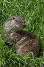 Eurasian otter, European river otter (Lutra lutra) resting in meadow on river bank, riverbank.