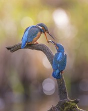 Common kingfisher (Alcedo atthis) male, female, pair, nuptial gift, courtship feeding with captured