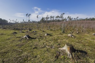 Cleared forest in the Senne landscape, forest, deforestation, environment, climate, deforestation,