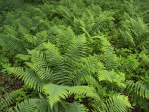 Männlicher Farn (Dryopteris filix-mas), Pflanze in einem Waldstück im Frühling, Hessen, Deutschland