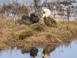 Ruff (Calidris pugnax) two males in breeding plumage at lek, fighting over female, Pokka, Finnish