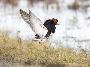 Ruff (Calidris pugnax) male in breeding plumage displaying at lek, Pokka, Finnish Lapland