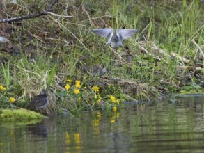 Wood Sandpiper (Tringa glareola), three adult birds, displaying and disputing over breeding