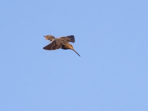 Common Snipe (Gallinago gallinago) in drumming display flight over breeding ground with spread out