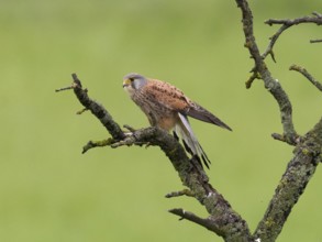 A kestrel perched on a mossy branch against a green backdrop, gazing into the distance, Common