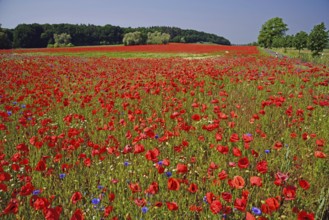 Europe, Germany, Mecklenburg-Western Pomerania, Poppy field near Göhren-Lebbin, Göhren-Lebbin,