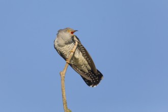 Common cuckoo (Cuculus canorus), male perched on a tree branch, in spring, in a threatening pose,