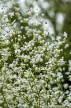 Meadow rue (Thalictrum), North Rhine-Westphalia, Germany, Europe