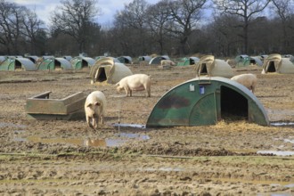 Free range pig livestock farming, Shottisham, Suffolk, England, UK