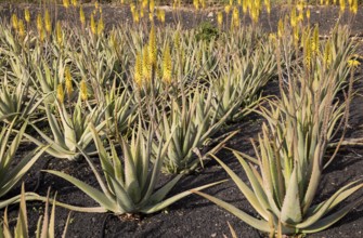 Aloe vera plants growing in field, Oliva, Fuerteventura, Canary Islands, Spain, Europe