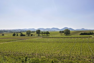 Aerial view of vineyards in the southern wine route, Nußdorf, 24 05 2023