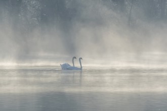 Mute swan (Cygnus olor) silhouette in the morning mist on the water of a lake. Bas-Rhin, Alsace,