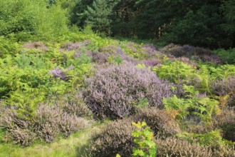 Heather plants, Calluna vulgaris, purple flowers, heathland vegetation, Sutton Heath, Suffolk