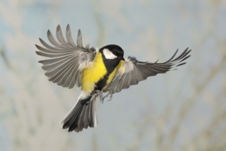 Great Tit (Parus major), male in flight, high speed flight recording, winter, animals, birds,