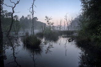 Landslide area, edge area, bank, with dead trees, at sunrise, Bottrop, Ruhr area, North