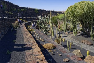 Cactus garden, Jardin de Cactus, designed by the artist César Manrique, Lanzarote, Canary Islands,