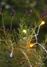 Lavender (Lavandula), with fairy lights, North Rhine-Westphalia, Germany, Europe