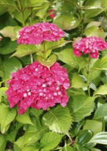 Pink flowering bigleaf hydrangea (Hydrangea macrophylla), North Rhine-Westphalia, Germany, Europe