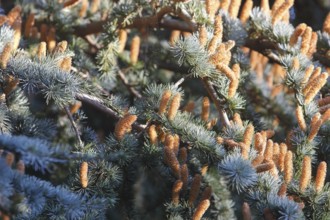 Cedar (Cedrus), North Rhine-Westphalia, Germany, Europe