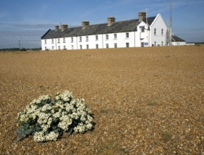 Sea kale flowering near Coastguard Cottages, Shingle Street, Suffolk, England, United Kingdom,