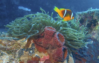 Red Sea anemonefish (Amphiprion nigripes), anemone, dive site wreck of the Thistlegorm, Red Sea,