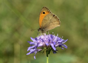 Meadow brown (Maniola jurtina), Valais, Switzerland, Europe