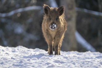 Wild boar (Sus scrofa), in the snow, Vulkaneifel, Rhineland-Palatinate, Germany, Europe