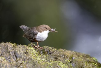 White-throated Dipper (Cinclus cinclus), at a torrent with larvae in its beak,