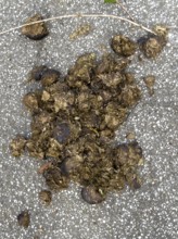 Horse droppings Horse faeces Horse poo lying on asphalt road, Germany, Europe