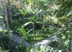 Garden tropical plant collection Dar al Hossoun hotel, Taroudant, Morocco, Sous Valley, Morocco,