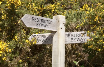 Wooden signpost for three restricted byway paths next to yellow flowers of common gorse bush,