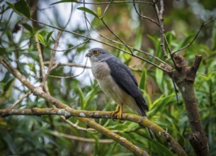 Bird of prey (Francis Hawk) in the rainforests of Mantadia National Park in eastern Madagascar