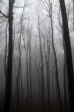 Beech woodland obscured by low cloud fog, Shipka Pass, Bulgaria, eastern Europe, Europe