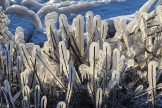 Harrison Twp, Michigan, Ice coated vegetation on the shore of Lake St Clair after a heavy rainstorm