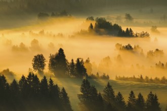 Fog and forest at the Rothenthurm high moor, Canton Schwyz, Switzerland, Europe