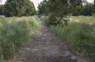 The Plane, a river that normally fills the surrounding fish ponds with water, is dry and no longer