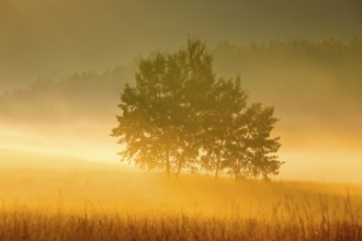 Aspens in the Rothenthurm upland moor at sunrise in autumn, Canton Schwyz, Switzerland, Europe