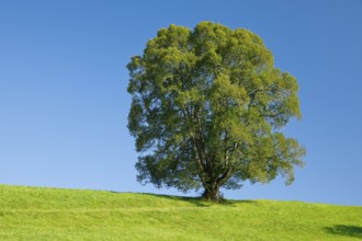 Large lime tree in Oberägeri, Canton Zug, Switzerland, Europe