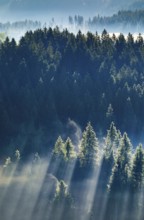 Fog and forest in Oberägeri in the canton of Zug, Switzerland, Europe