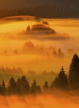 Fog and forest at the Rothenthurm high moor, Canton Schwyz, Switzerland, Europe