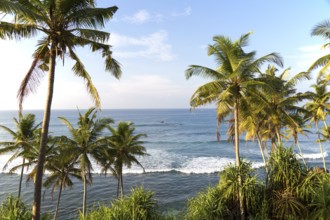 Tropical scenery of palm trees on a hillside by blue ocean, Mirissa, Sri Lanka, Asia